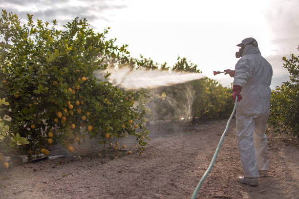 Best Flea Control Services  in Houma, LA