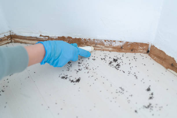 Best Affordable Pest Control Services  in Houma, LA